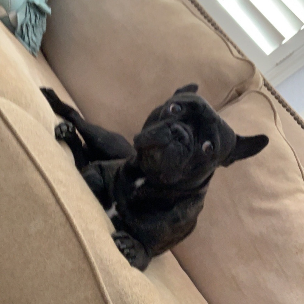 Meet your Posher, Isabella r